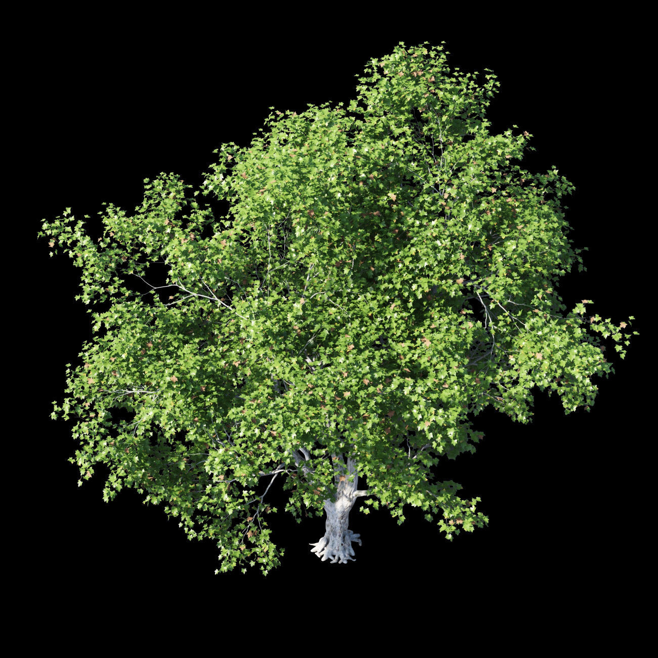 Platanus acerifolia 3 3D model_1