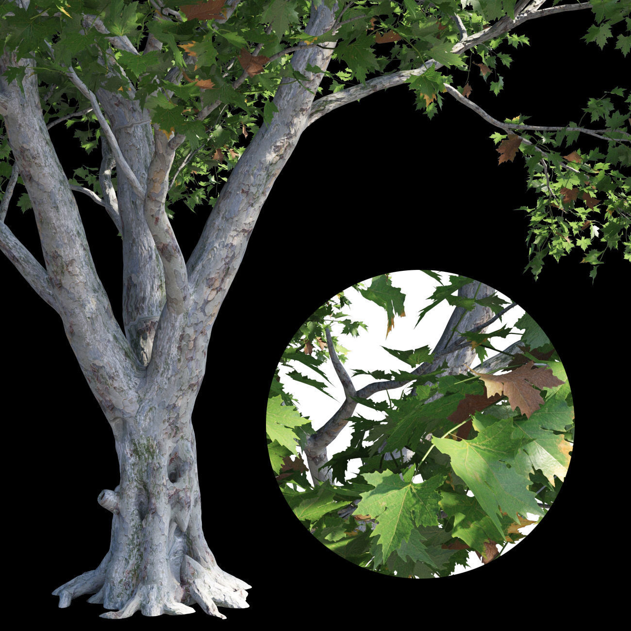 Platanus acerifolia 3 3D model_2