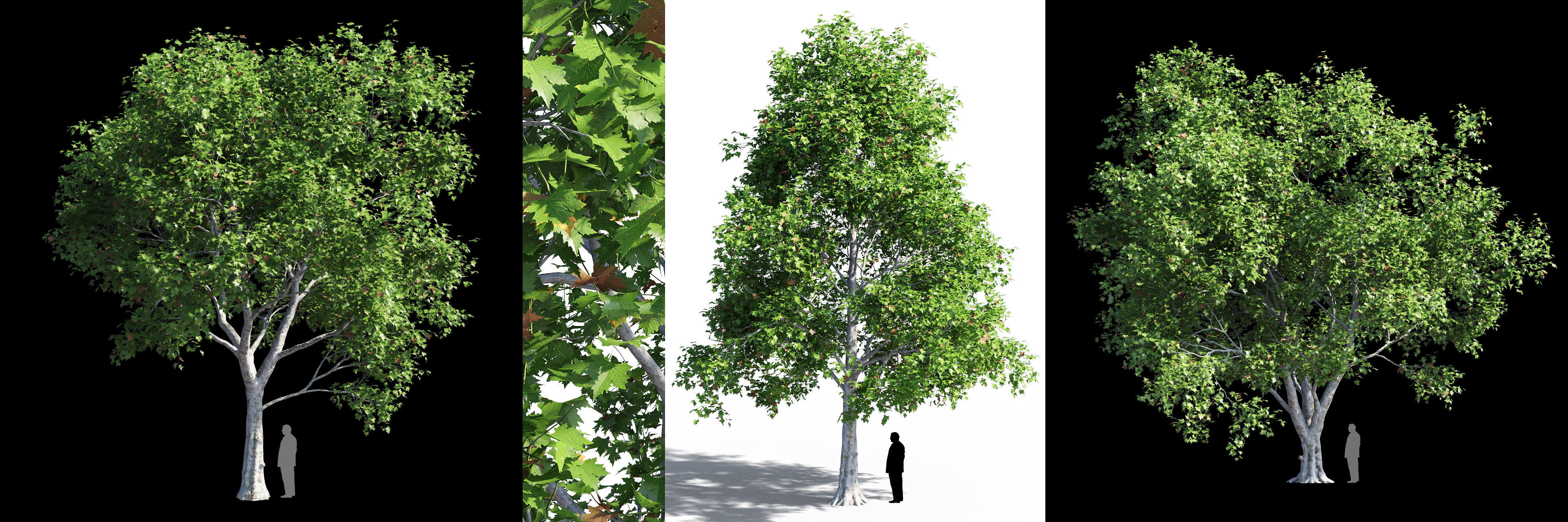 Platanus acerifolia collection 1 _1