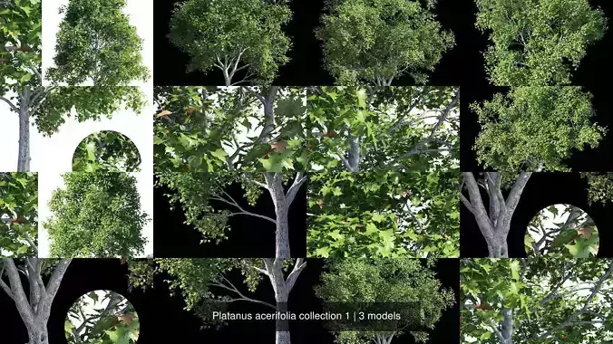 Platanus acerifolia collection 1 