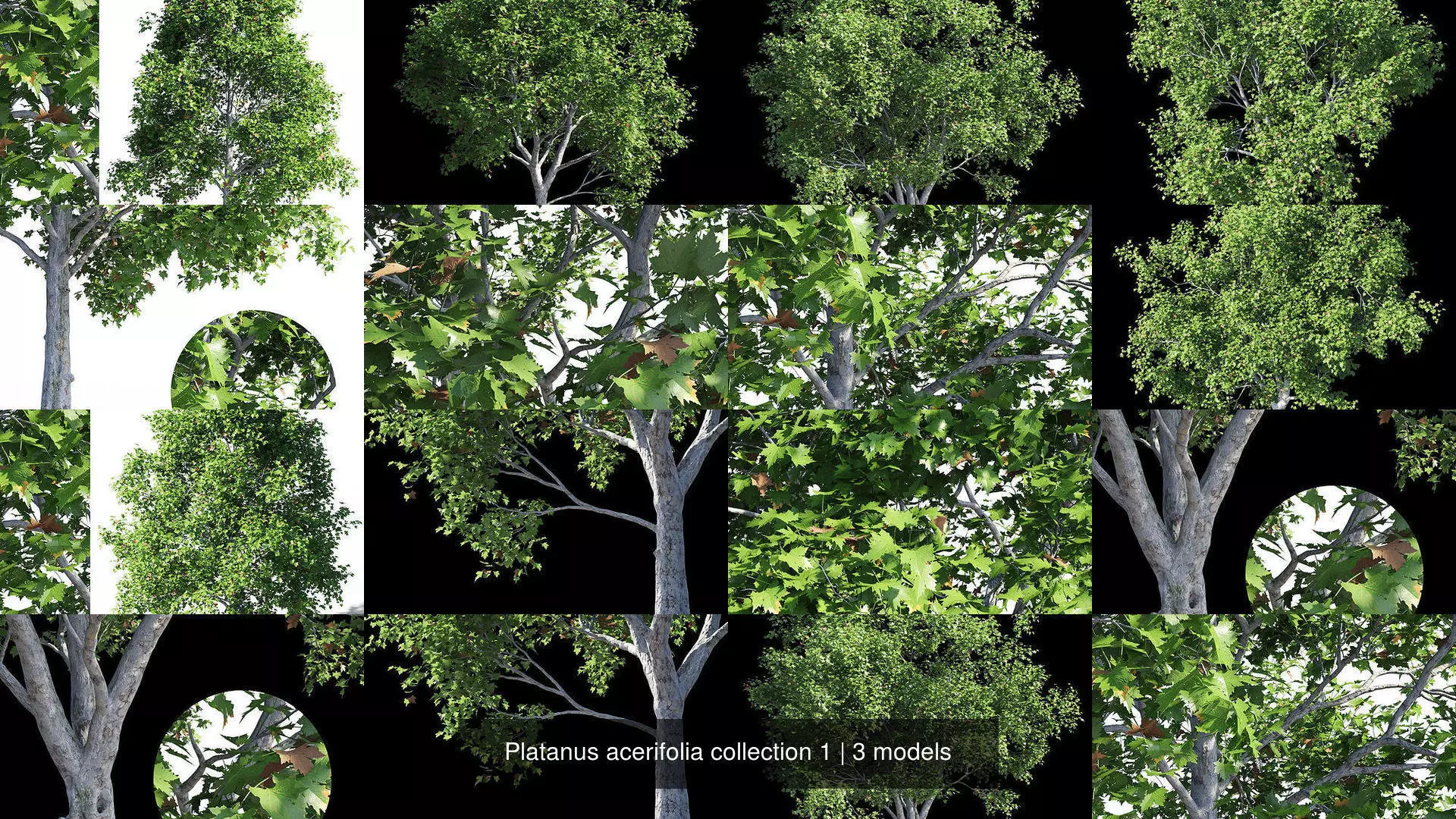 Platanus acerifolia collection 1 _0