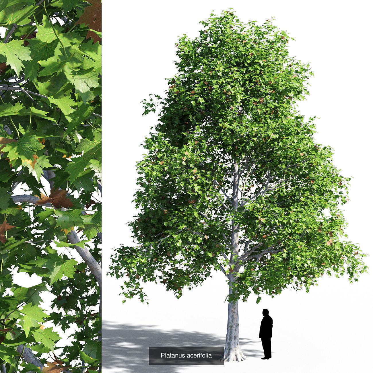 Platanus acerifolia collection 1 _2