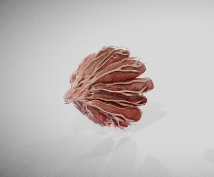 Mammary gland 3D model_10