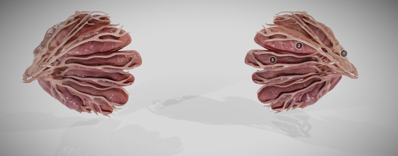 Mammary gland 3D model_14