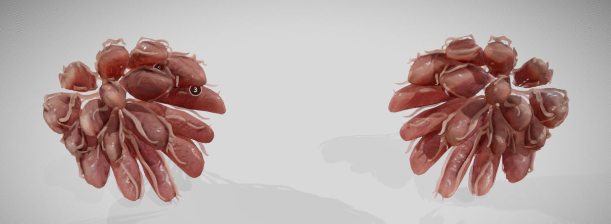 Mammary gland 3D model_1