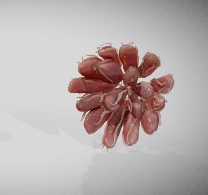 Mammary gland 3D model_11