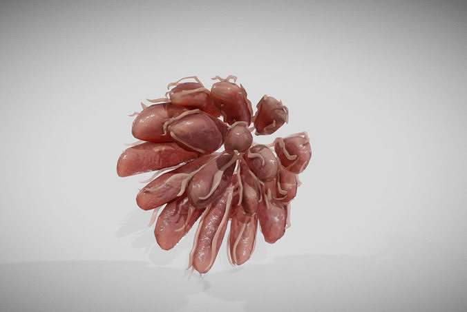 Mammary gland 3D model