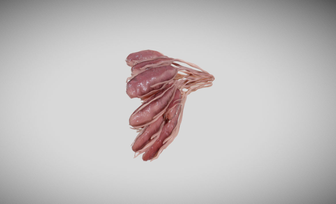 Mammary gland 3D model_8