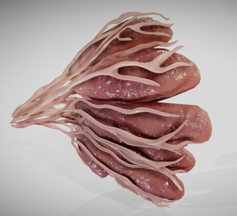 Mammary gland 3D model_6