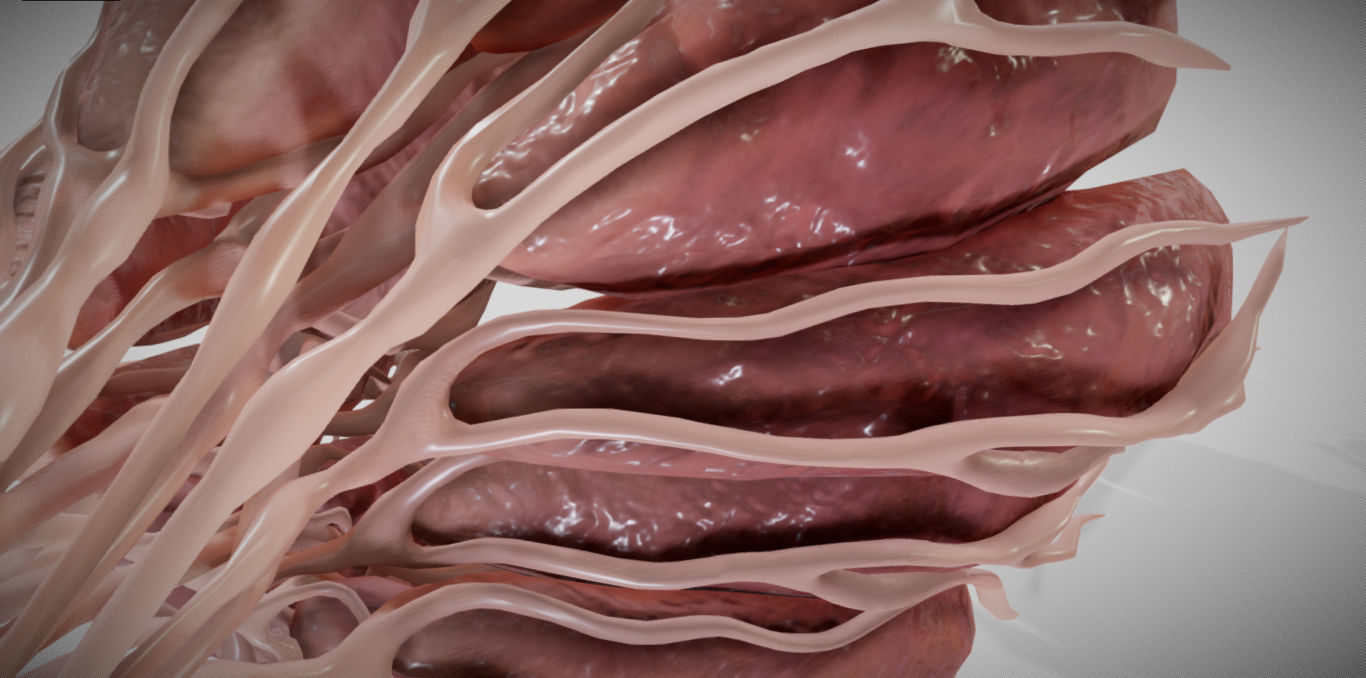 Mammary gland 3D model_5