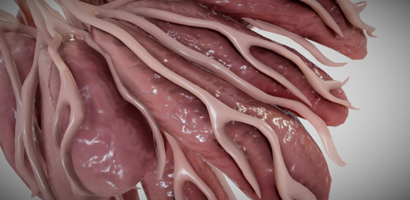 Mammary gland 3D model_3