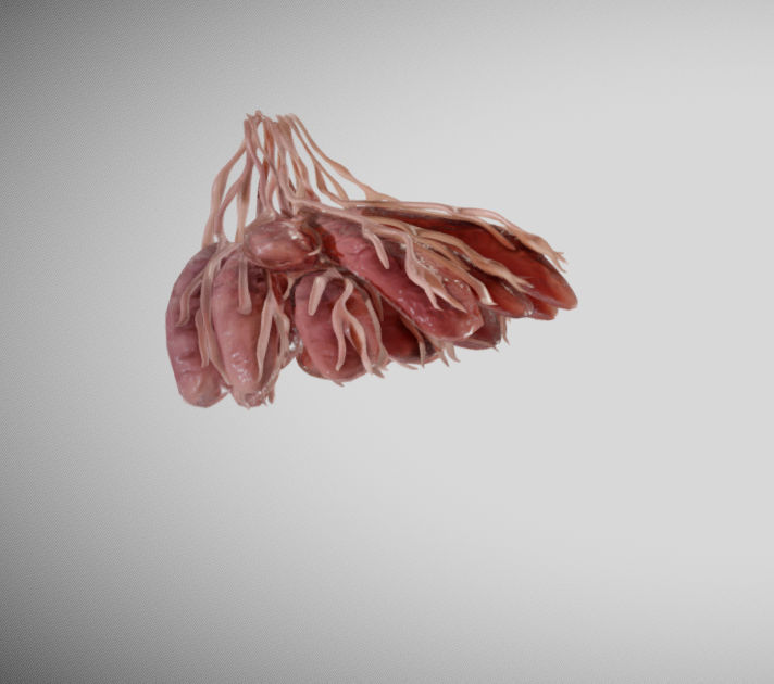 Mammary gland 3D model_12