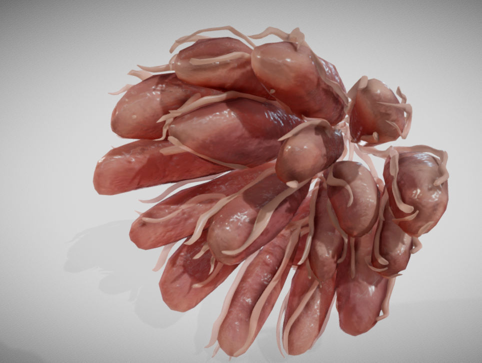 Mammary gland 3D model_2