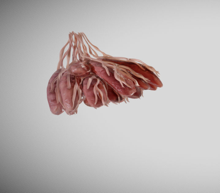 Mammary gland 3D model_13