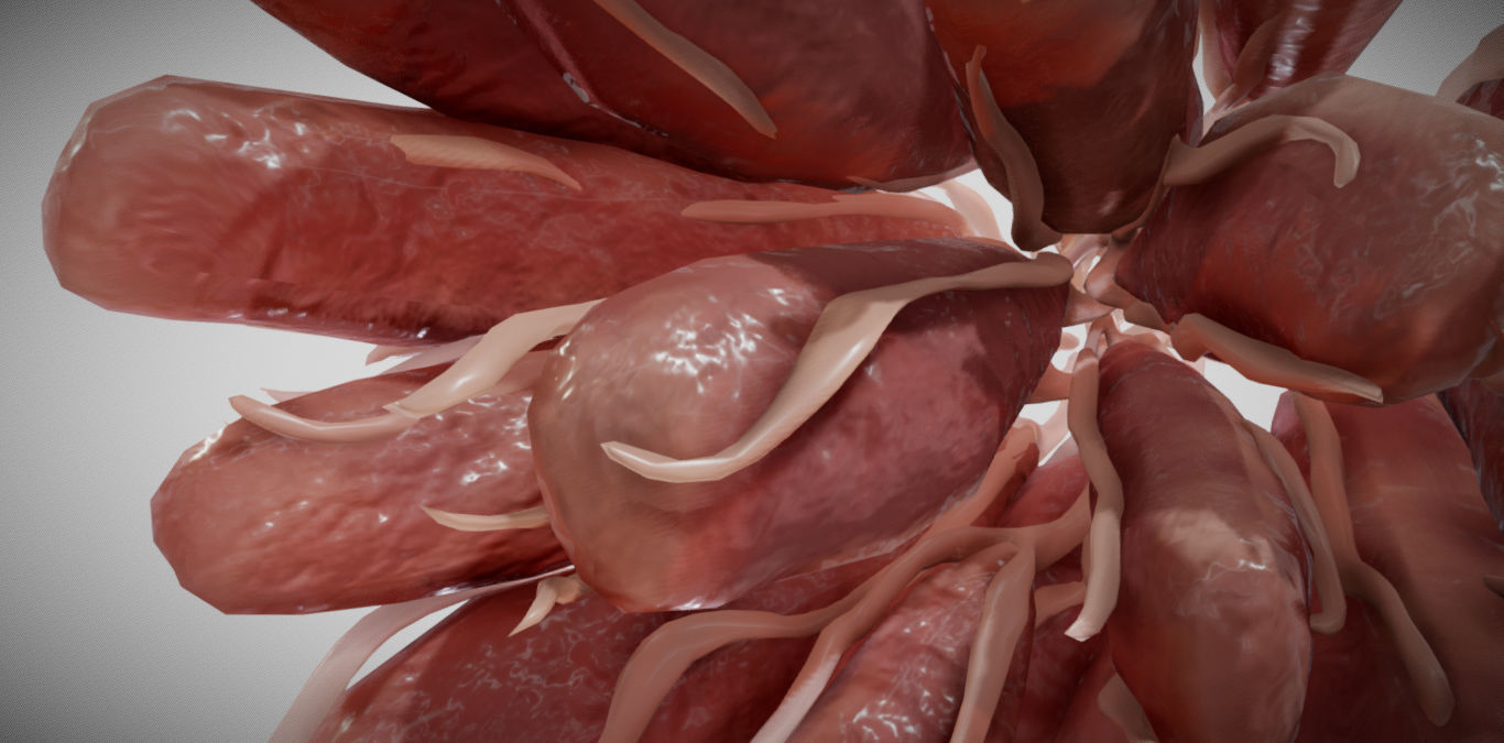 Mammary gland 3D model_4