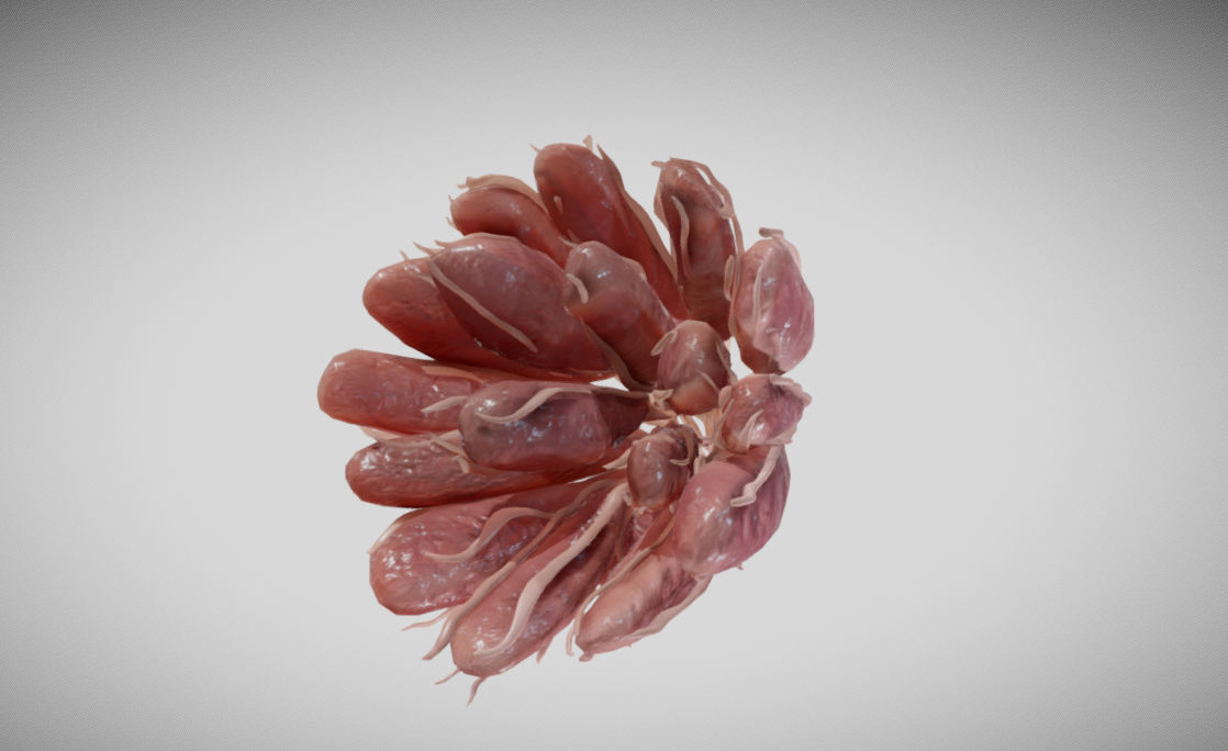 Mammary gland 3D model_9