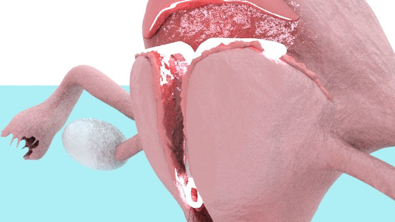 Animated Uterus and Mirena IUD Animable 3D model_4