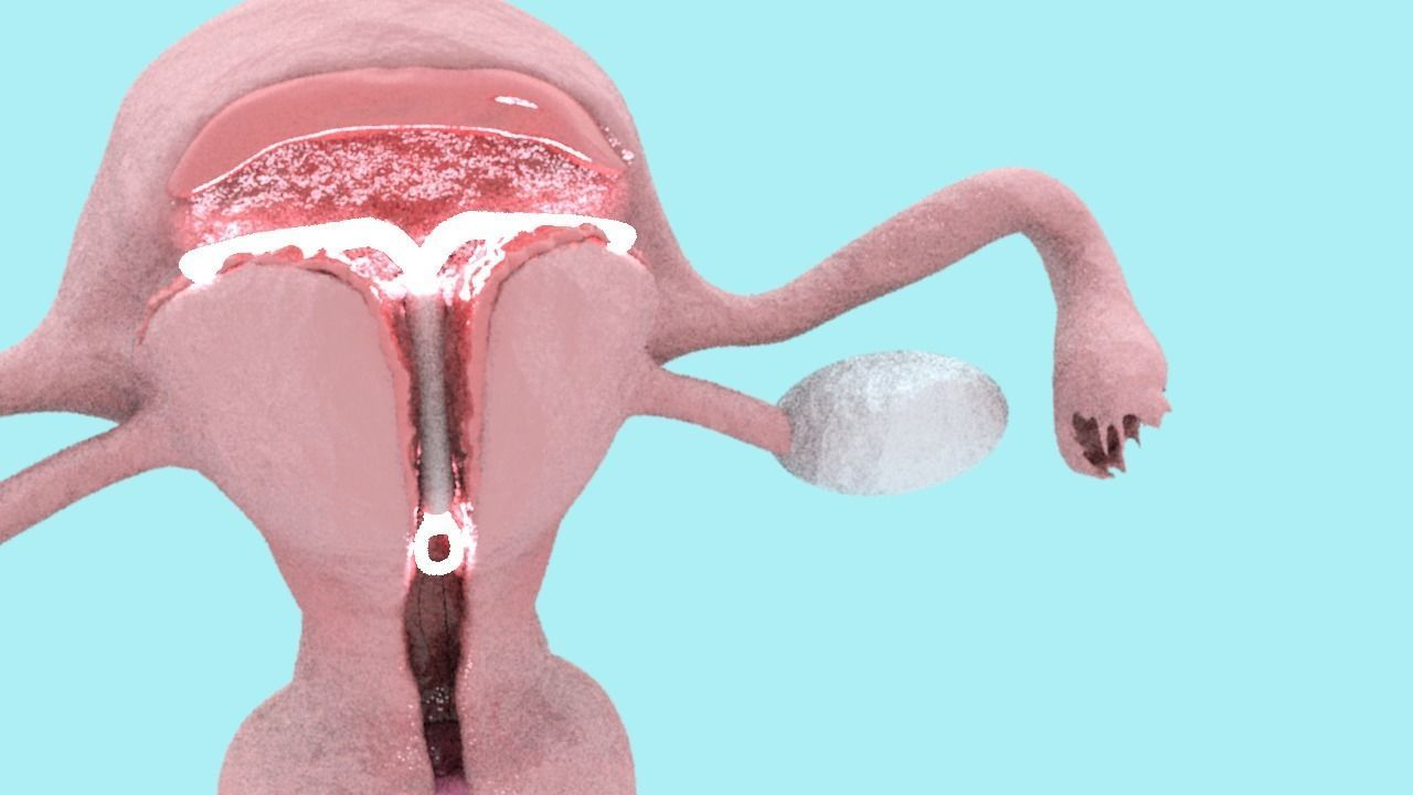 Animated Uterus and Mirena IUD Animable 3D model_3