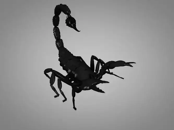 Scorpion 3D model