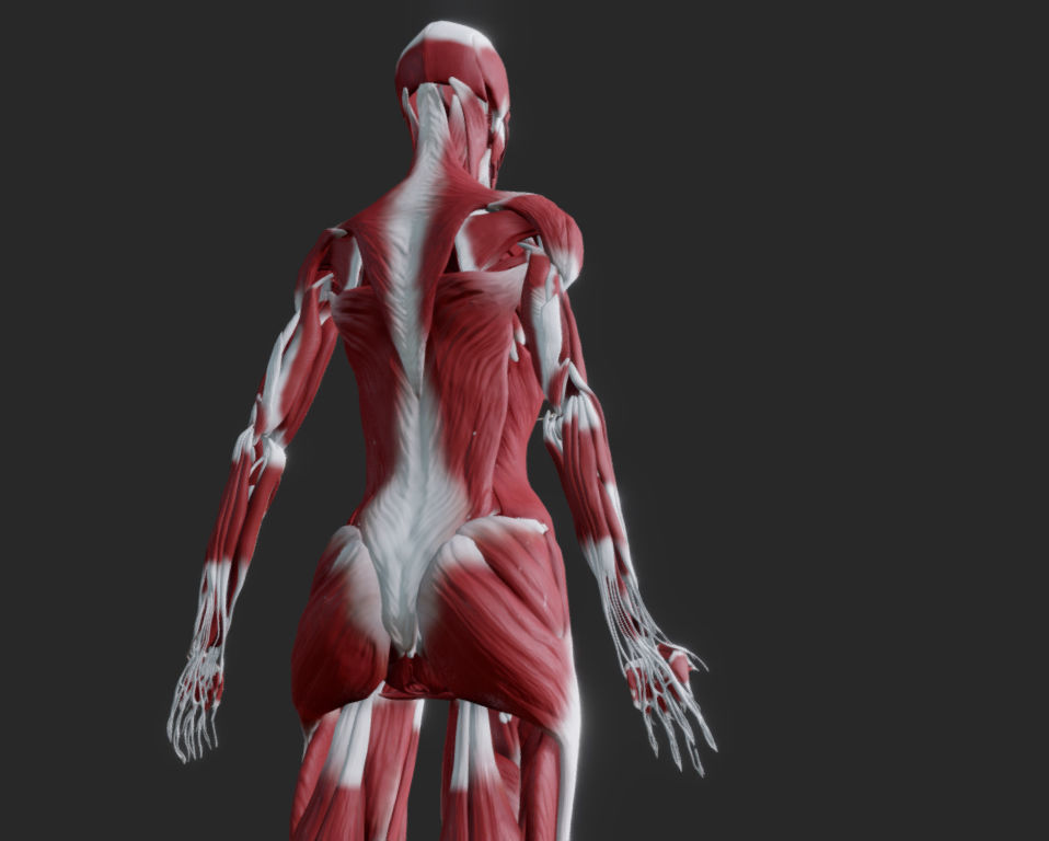 Female Muscular system Low-poly 3D model_23