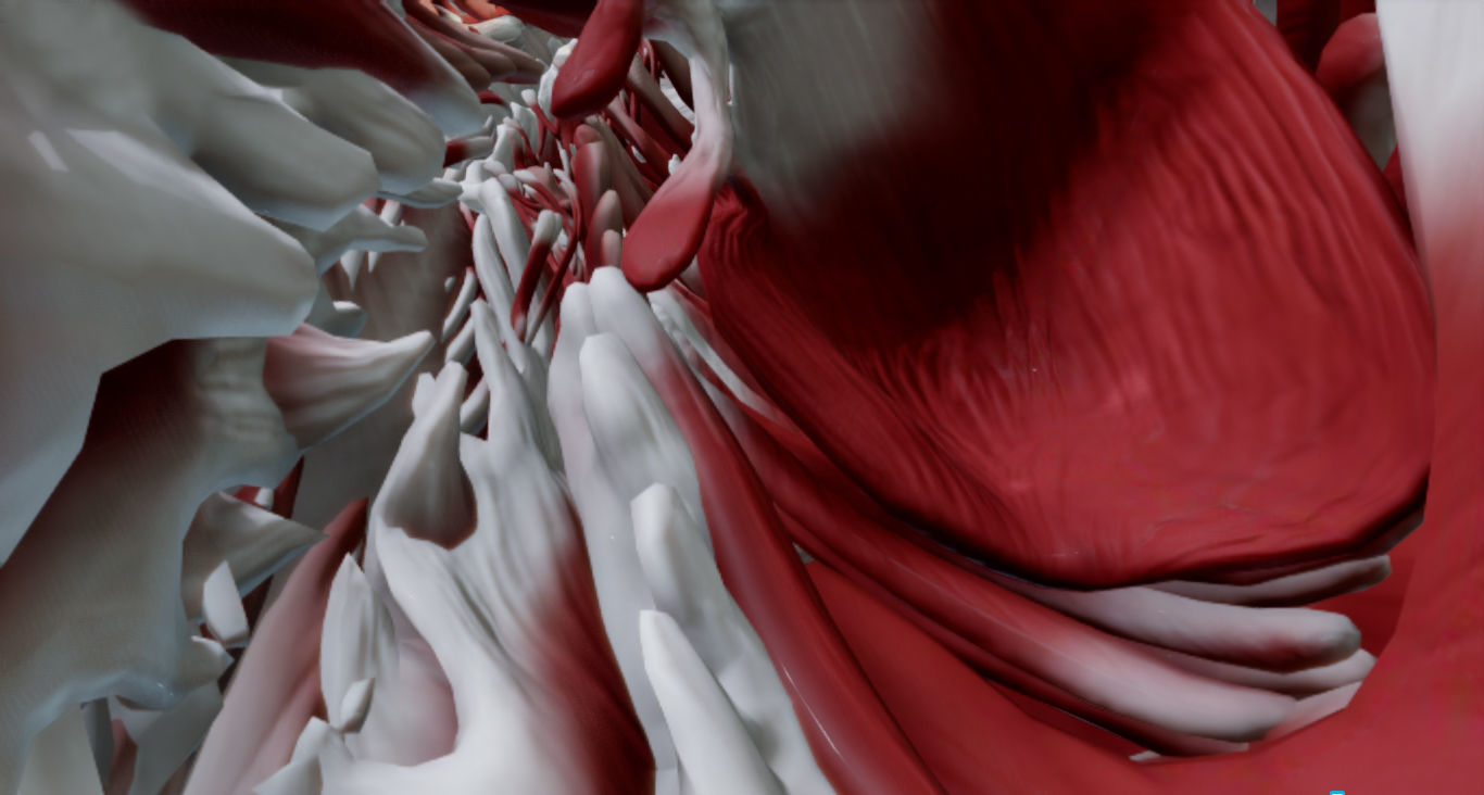 Female Muscular system Low-poly 3D model_17