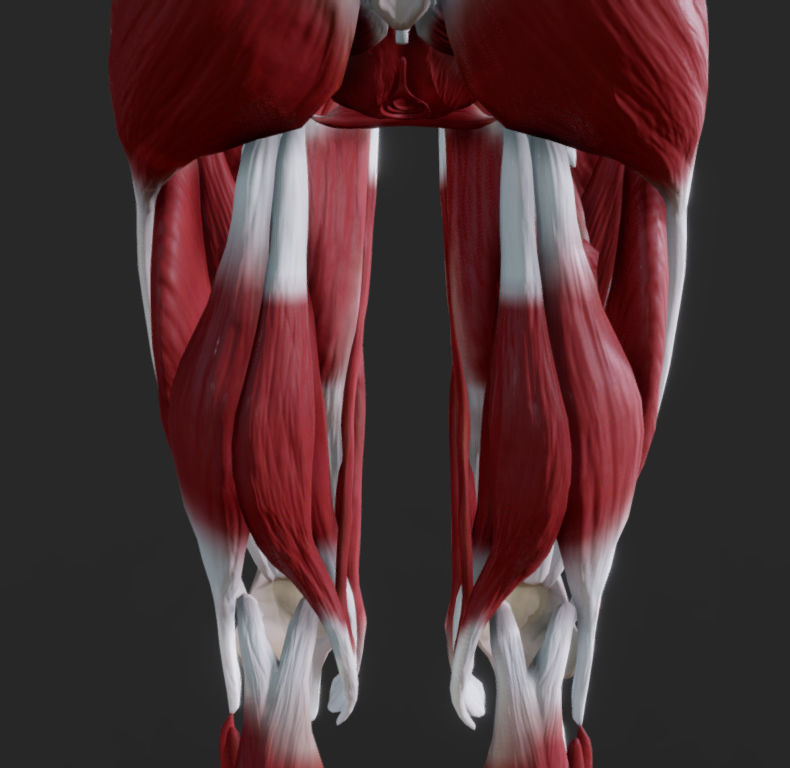Female Muscular system Low-poly 3D model_13
