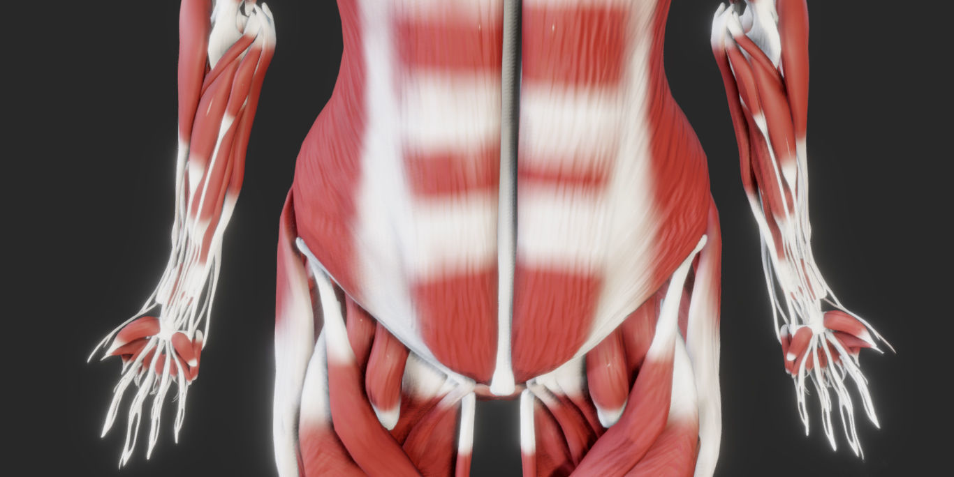 Female Muscular system Low-poly 3D model_6