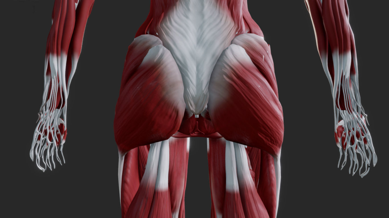 Female Muscular system Low-poly 3D model_7