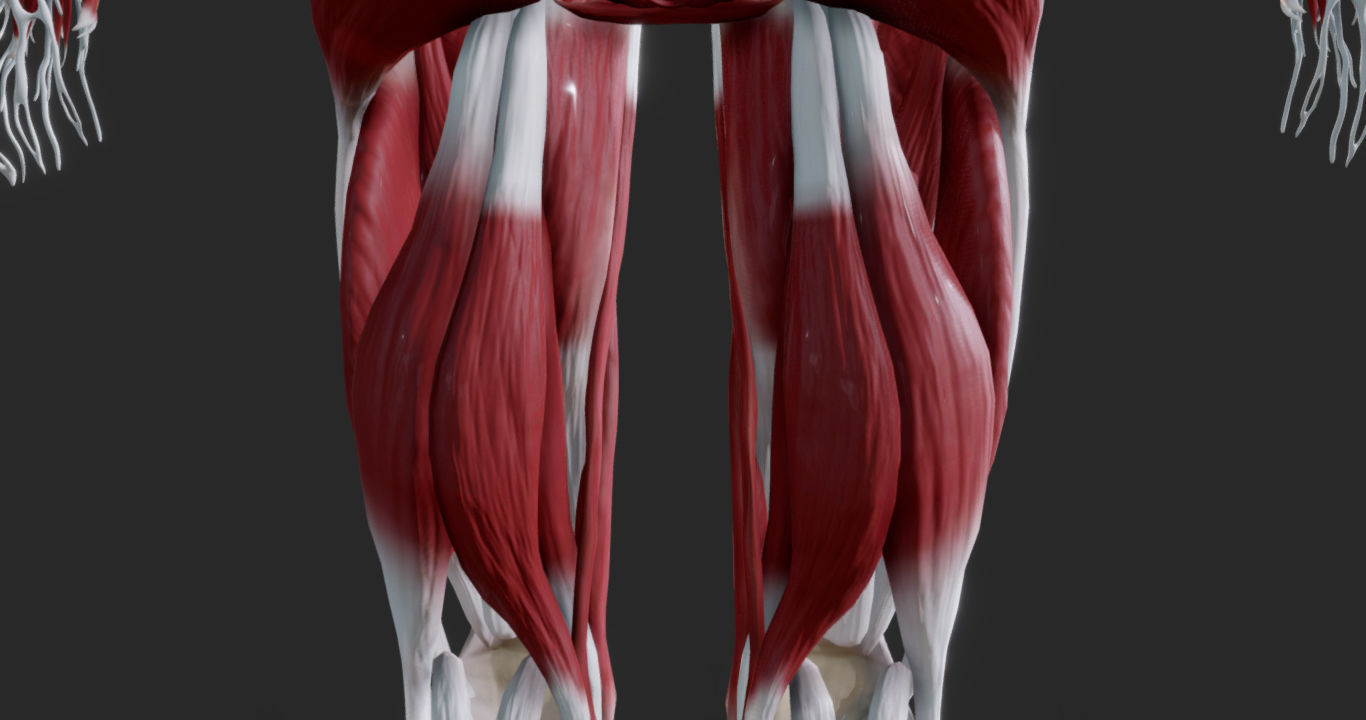 Female Muscular system Low-poly 3D model_8
