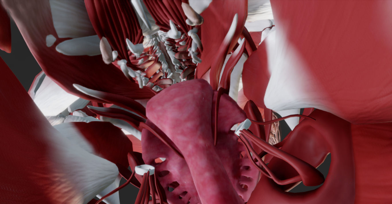 Female Muscular system Low-poly 3D model_18