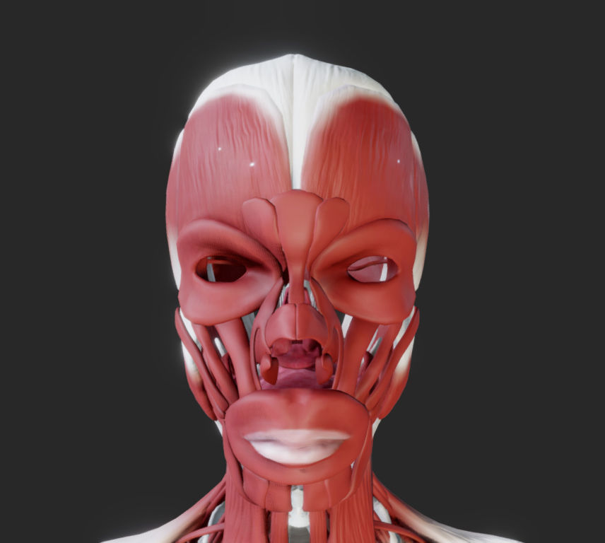 Female Muscular system Low-poly 3D model_25