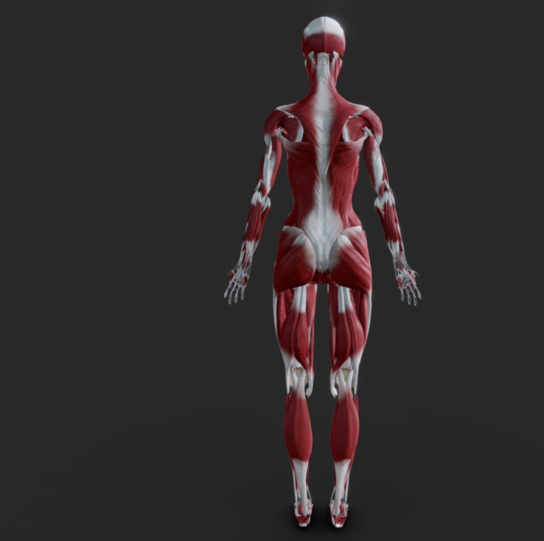 Female Muscular system Low-poly 3D model_19
