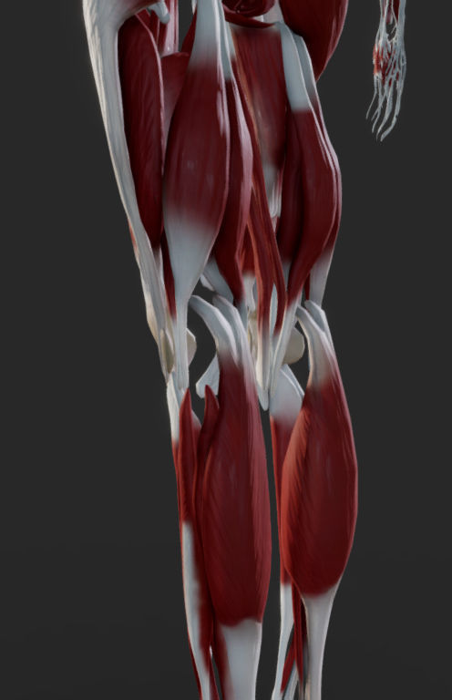 Female Muscular system Low-poly 3D model_12
