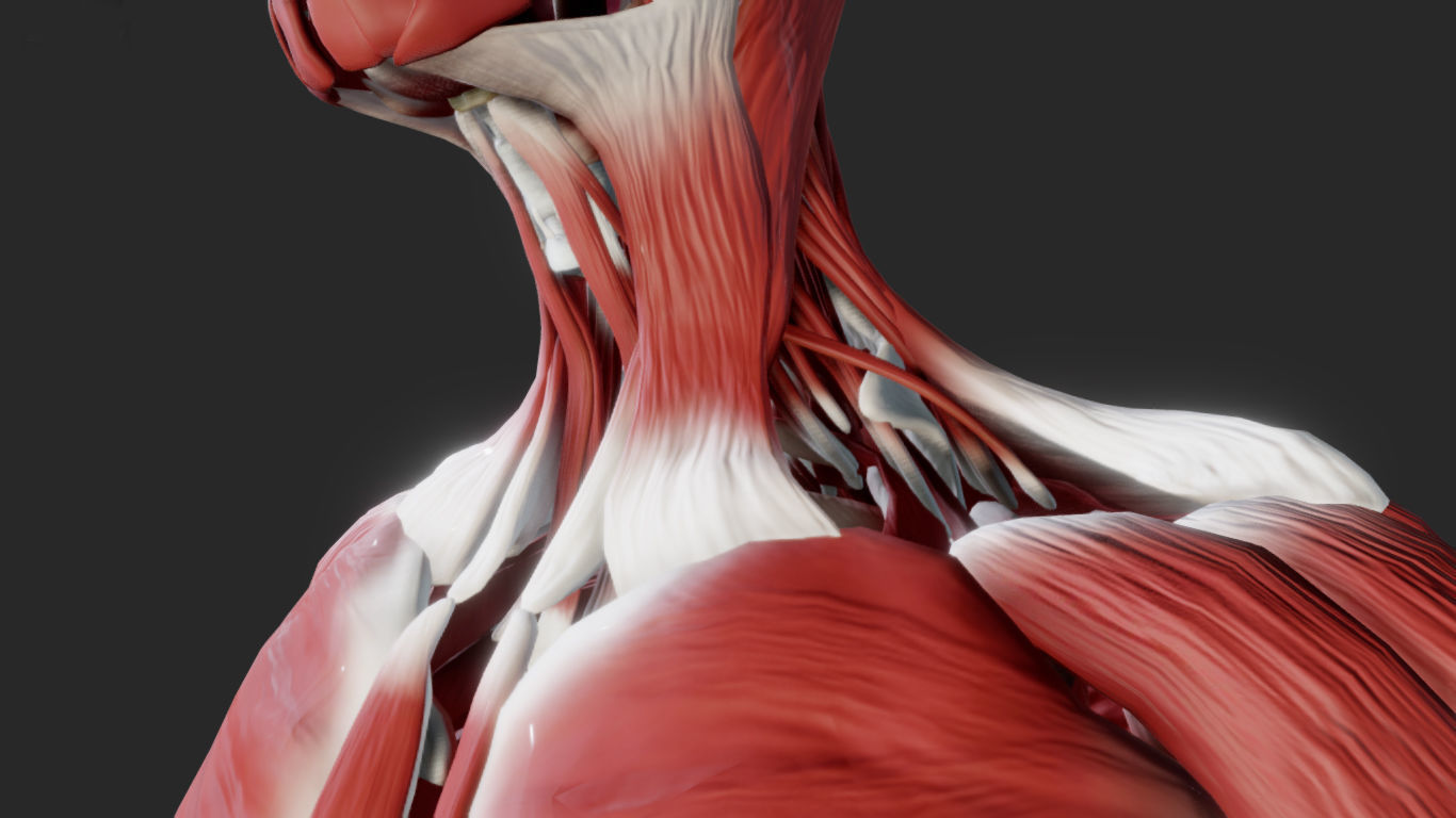 Female Muscular system Low-poly 3D model_4