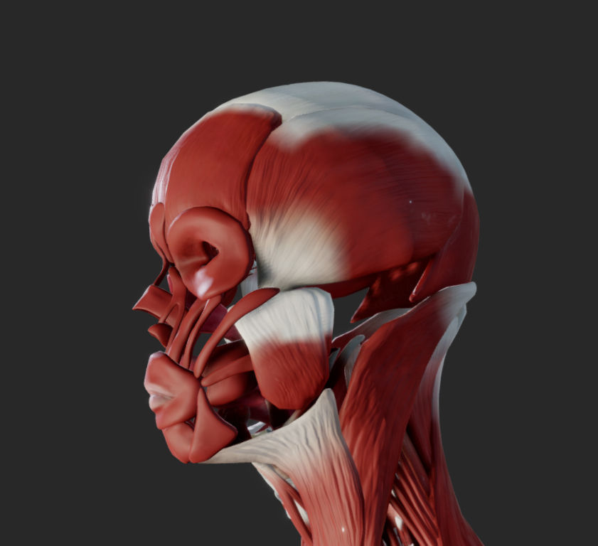Female Muscular system Low-poly 3D model_1