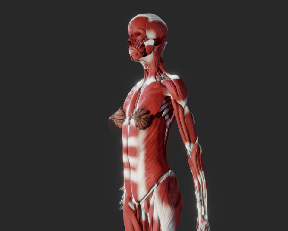 Female Muscular system Low-poly 3D model_22