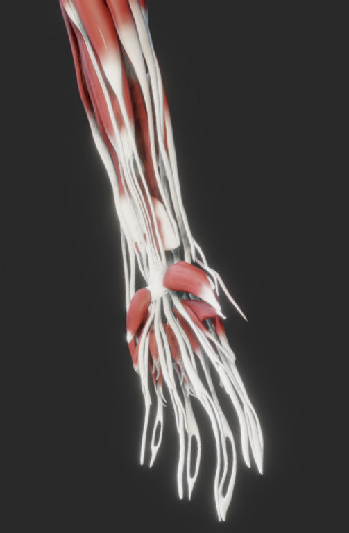 Female Muscular system Low-poly 3D model_16