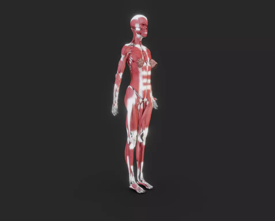 Female Muscular system Low-poly 3D model_0