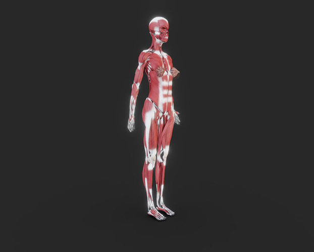 Female Muscular system Low-poly 3D model