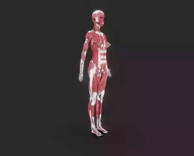 Female Muscular system Low-poly 3D model