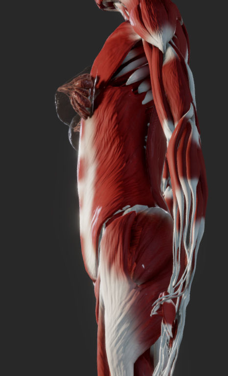 Female Muscular system Low-poly 3D model_15