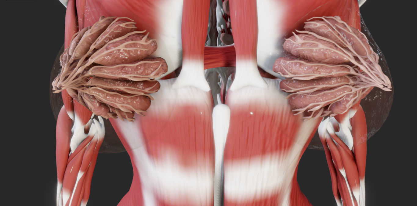 Female Muscular system Low-poly 3D model_5