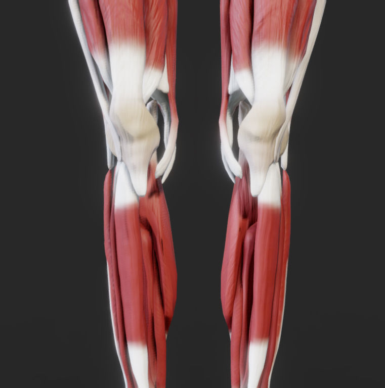 Female Muscular system Low-poly 3D model_10
