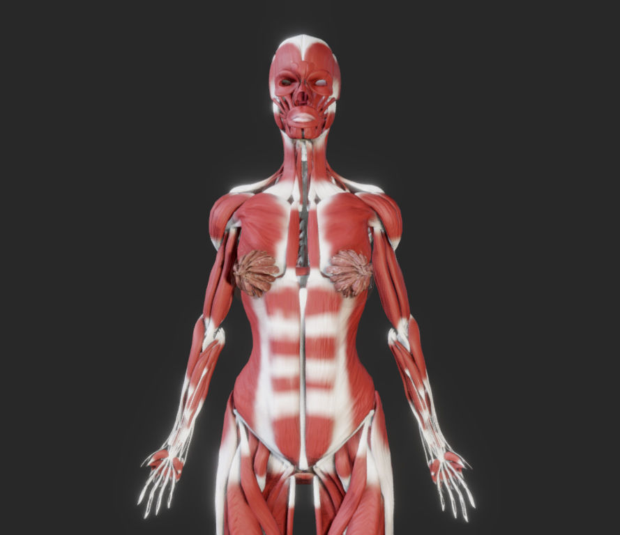 Female Muscular system Low-poly 3D model_20