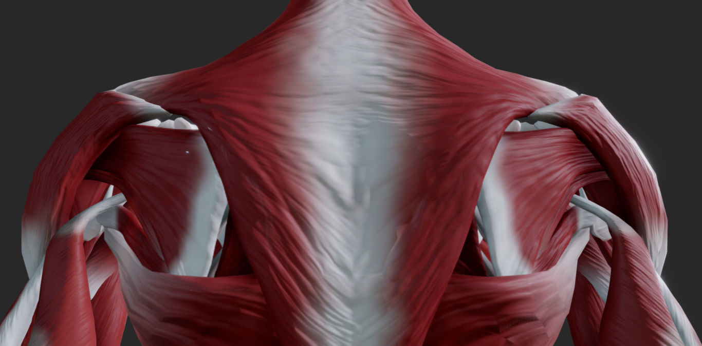 Female Muscular system Low-poly 3D model_3