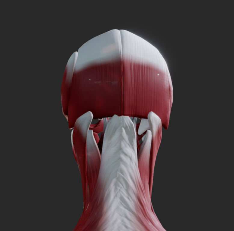 Female Muscular system Low-poly 3D model_2