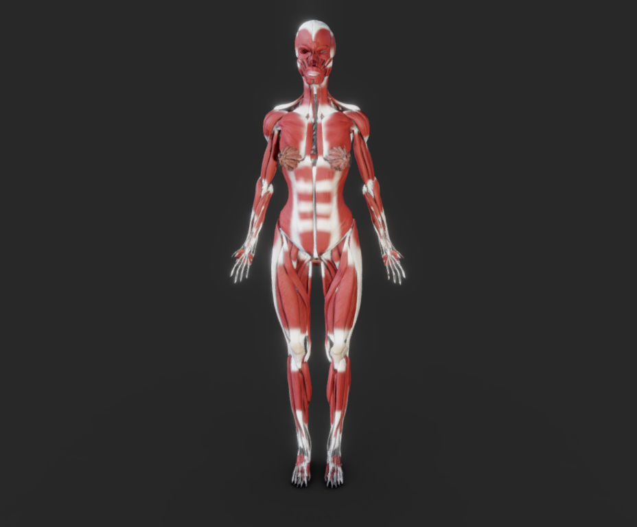 Female Muscular system Low-poly 3D model_11