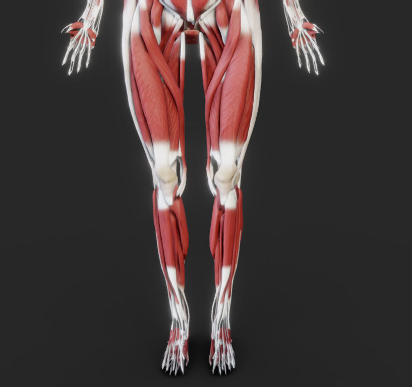 Female Muscular system Low-poly 3D model_21