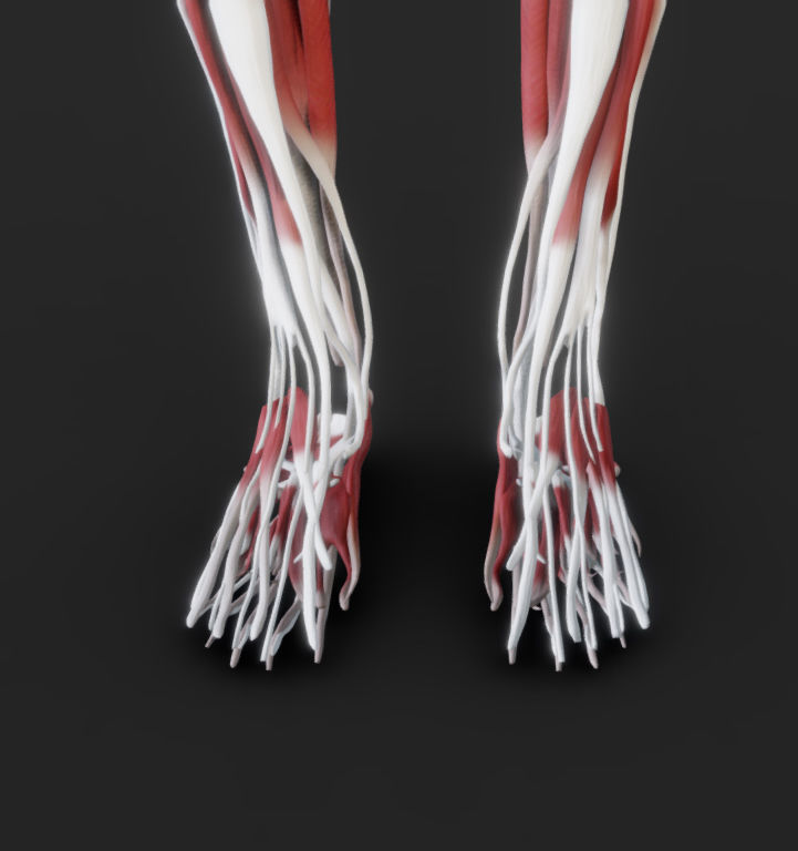 Female Muscular system Low-poly 3D model_14
