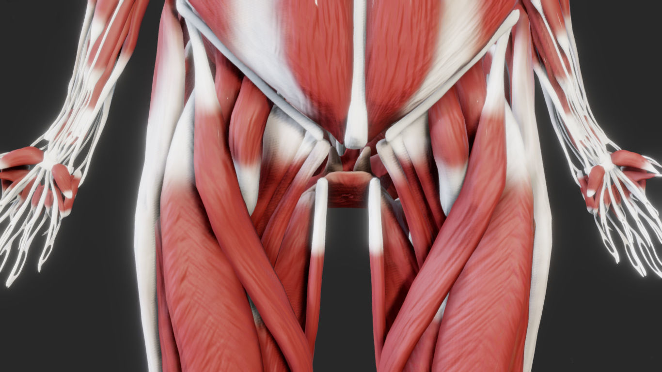 Female Muscular system Low-poly 3D model_9